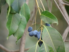 Olea dioica