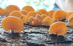 Panellus luxfilamentus