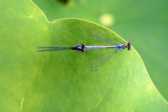 Erythromma