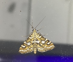 Elophila ekthlipsis