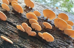Panellus luxfilamentus