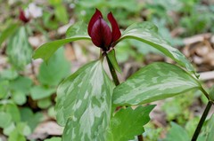 Trillium recurvatum
