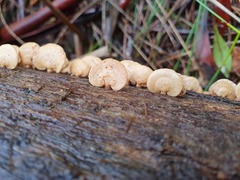 Panellus luxfilamentus