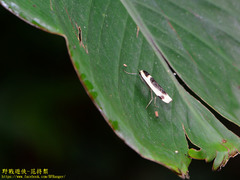 Thysanoptyx incurvata