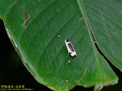 Thysanoptyx incurvata