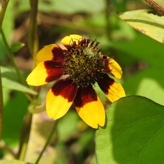 Rudbeckia amplexicaulis