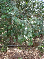 Olea dioica