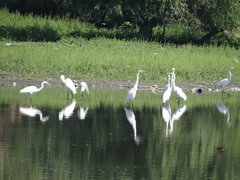 Ardea alba