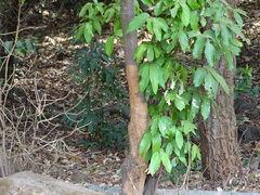 Lepisanthes tetraphylla