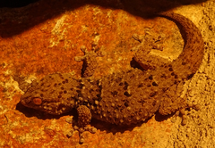 Chondrodactylus