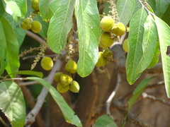 Lepisanthes tetraphylla
