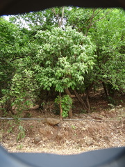 Lepisanthes tetraphylla