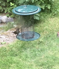 Haemorhous purpureus californicus