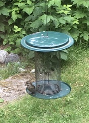 Haemorhous purpureus californicus