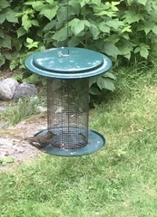 Haemorhous purpureus californicus