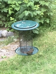 Haemorhous purpureus californicus