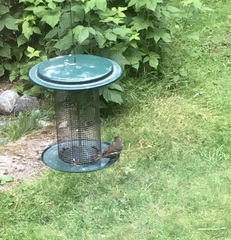 Haemorhous purpureus californicus