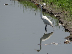 Ardea alba