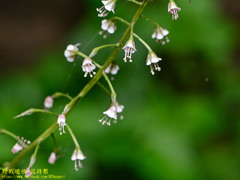 Lysimachia decurrens