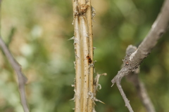 Phyllobrotica decorata