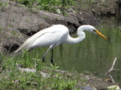 Ardea alba