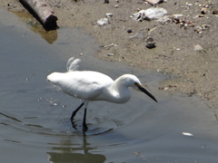 Egretta thula