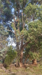 Eucalyptus amygdalina