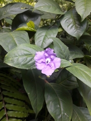 Brunfelsia grandiflora