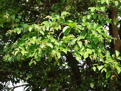 Lagerstroemia microcarpa
