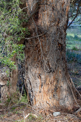 Eucalyptus amygdalina