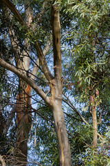 Eucalyptus amygdalina