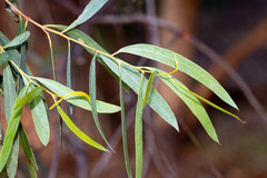 Eucalyptus amygdalina