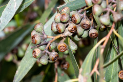 Eucalyptus amygdalina