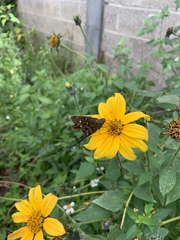 Tithonia tubaeformis