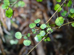Coprosma spathulata spathulata