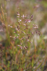 Poa alpigena