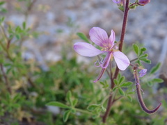 Sieruela oxyphylla image