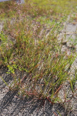 Poa alpigena