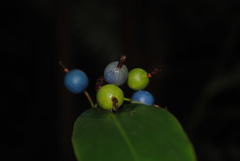 Alpinia caerulea