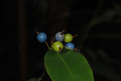 Alpinia caerulea