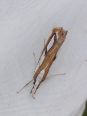 Catoptria permutatellus