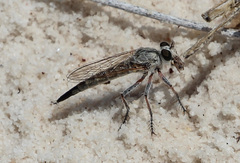 Proctacanthella