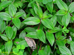 Belosynapsis ciliata