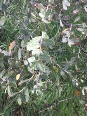 Quercus × grandidentata