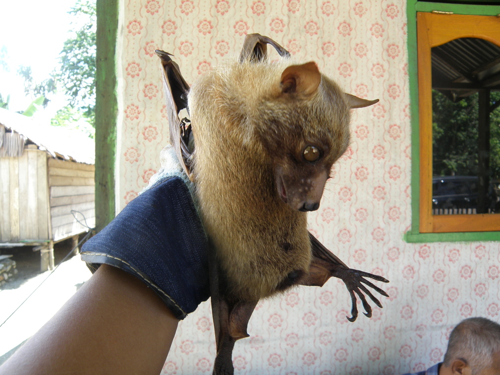 Sulawesi Fruit Bat