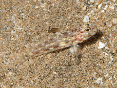 Fusigobius melacron