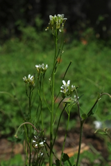 Arabis eschscholtziana