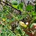Capparis mariana - Photo (c) mkargul, some rights reserved (CC BY-NC), uploaded by mkargul