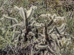 Cylindropuntia fulgida