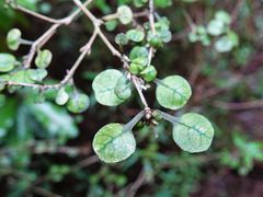 Coprosma spathulata spathulata